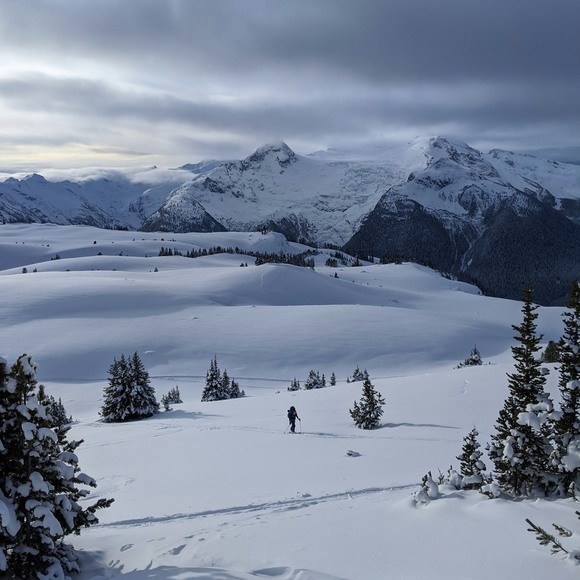 Meet your Posher, Bing - Picture 1 of 1